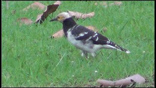 Blackcollared Starling ဆက်ရက်လည်နက် [upl. by Naahsar609]