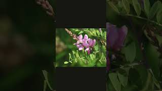 🌹⁵☆•¹ True Indigo नील Neel Indigofera tinctoria in Pea Family Fabaceae [upl. by Farman185]