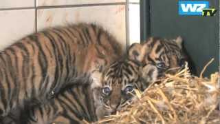 Drei auf einen Streich Neue TigerBabys im Krefelder Zoo [upl. by Epillihp]