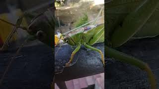 Tettigonia viridissima  locusta verdissima [upl. by Magulac]