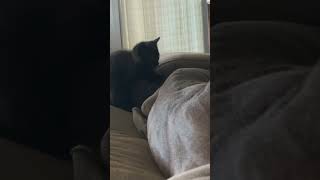 My Pit Bull has the greatest canine temperament in the world … subscribe for more of her videos cat [upl. by Thornie552]