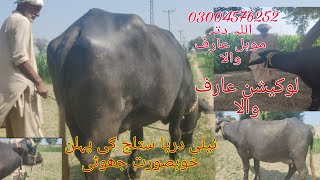 Neeli dariyai satluj ki pahli Khubsurat chhoti for sale Okara Animal TV 03004576252141024عارف [upl. by Tucker]