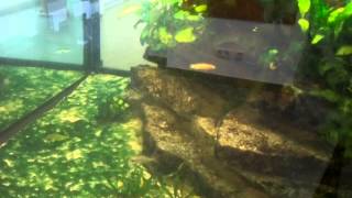 3700L Aquarium Afrika Cichliden [upl. by Shandra]