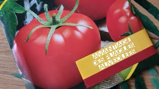 Quels sont les avantages de semer les tomates dans des plaques alvéolées [upl. by Bogey]