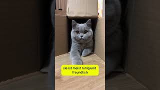 Diese katzen geben den menschen seelenfrieden katze britishshorthair tiere [upl. by Saied367]