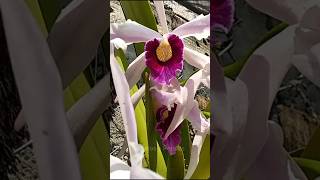 Orquidea Laelia purpurata una orquidea de brasil [upl. by Naved]