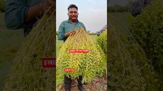 7972334422 only WhatsApp me इस्राईल की नई चणा वेराईटी दफ्तरी 21 Daftari 21 channa seed agriguruji [upl. by Connett]