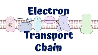 Electron Transport Chain Animation  ATP synthesis [upl. by Eceinal]