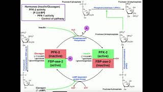 Glycolysis  Regulation of PFK1Glycolysis Via PFK2 Activity [upl. by Fitzpatrick731]