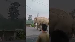 Elephant 🐘 king spotted at our village kgf kgfchapter2 rocky pushpa kgfmovie superstaryash [upl. by Palmore42]