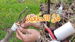 تطعيم أشجار التفاحيات التفاح الإجاص السفرجل بالقلم le gréffage de pommier poirier cognassier [upl. by Hsirap]