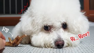 닭발 처음 본 강아지가 기겁을ㅋㅋㅋ │ 비숑 Bichon Frise vlog EP 45 [upl. by Ecnerual]