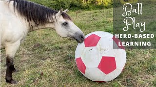 Equine Ball Play  HerdBased Learning amp Fun [upl. by Yssak]