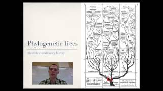 Phylogeny [upl. by Landahl]