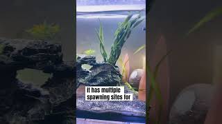 BREEDING ANGELFISH In 15 SECONDS freshwaterfishtank angelfish [upl. by Kadner]