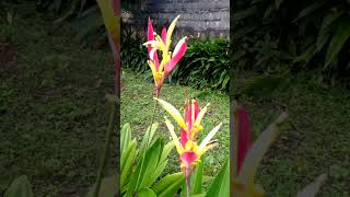 Colorful Heliconia Flowers plant [upl. by Towers]