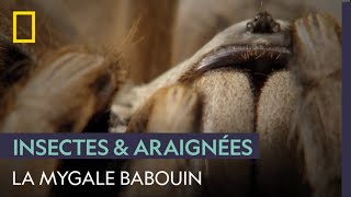 La mygale babouin et ses pièges hightech [upl. by Domeniga]