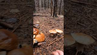 Boletus edulis Oktober 26th shorts new nature forest trending mushroom foryou wood porcini [upl. by Engelhart258]