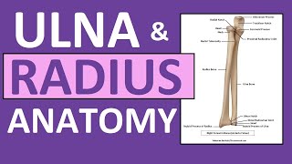 Radius and Ulna Anatomy and Physiology Forearm Bones [upl. by Aubrie]