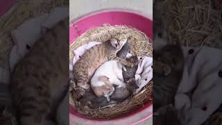 Nothing Is Cuter Than Kittes Cute Cats Shorts Clips 😺😘😘 EPS1207 cutenessoverload [upl. by Fong]