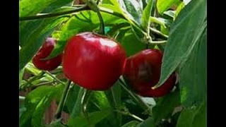 ⟹ Manzano Red Pepper Capsicum pubescens PLANT REVIEW pepper [upl. by Kemble]