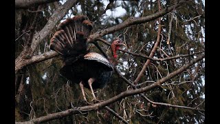 Wild Turkey Birds roosting in the trees at night A look at wild turkey behavior [upl. by Eserahs626]