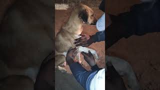 Thoda soch samaj kar mara Karo in bejubano 😢 vlog viralvideo sad trending animals [upl. by Gereron]