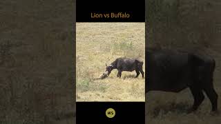 Lion attack Buffalo 1 vs 1 wildanimals shorts [upl. by Joyce]