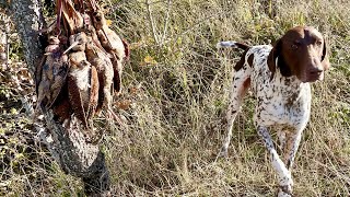 Κυνήγι μπεκάτσας με kurzhaar Logan beccaccia hunting woodcock gsp sneppejact braqueallemand [upl. by Arraes]