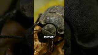 Learn more about Beetles wings mouthparts [upl. by Egbert]