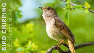 Birds Singing  24 Hours Relaxing Birds Soft Nature Sounds Chirping Birds [upl. by Adolpho]