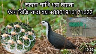 waterhen dahuk bird trap huntingdak pakhi dhora fadhash pakhi dhora fad [upl. by Song]