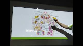 Embriología del sistema genital [upl. by Anse]