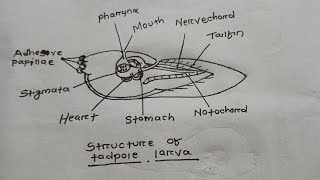 How to draw tadpole larva [upl. by Dey]