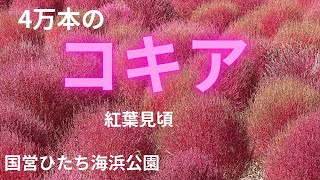 「ひたち海浜公園コキア」紅葉見頃 2024年10月20日（日） [upl. by Azitram]