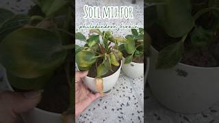 Soil mix for philodendron Birkin  plant care garden gardening plants philodendronbirkin shorts [upl. by Marceau128]