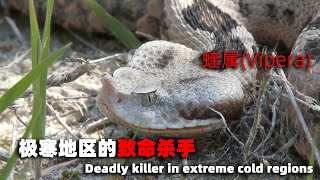 Deadly killers in the extreme cold  Vipera 极寒地区的致命杀手  蝰属 [upl. by Sumaes]