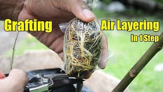 Grafting And Air layering Fig Tree In 1 Step [upl. by Seale]