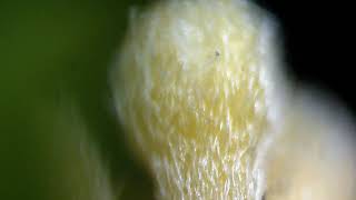 Hoya Bella  Flower buds under the microscope [upl. by Gerdeen]