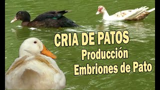 CRIA DE PATOS PRODUCCION DE EMBRIONES DE PATO [upl. by Furiya]