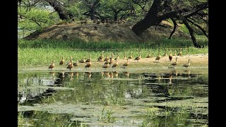 Celebration of World Wetlands Day 2024 [upl. by Azarria795]