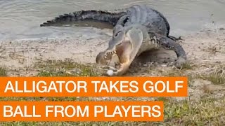 Alligator Takes Golf Ball From Players [upl. by Cusack818]