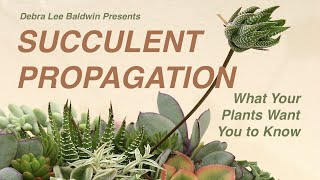 Succulent Propagation What Your Plants Want You to Know [upl. by Yran]