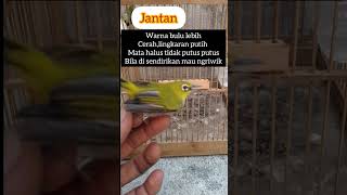 Perbedaan pleci jantan dan betina birds burung [upl. by Gans785]