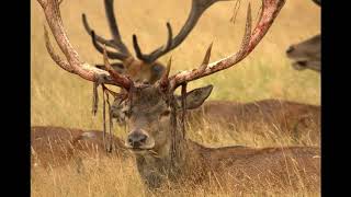 Pesky Flies and Bloodstained Velvet The Red deer Year Aug 1 [upl. by Atnoid]