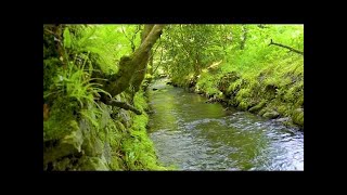 Nature Sounds  Babbling Brook Sounds [upl. by Persse19]