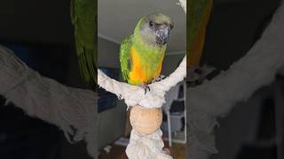 vår nya familje medlem Vini🦜🥰senegal senegalparrot lovebirds parrot love cute sweden birds [upl. by Anaujal]