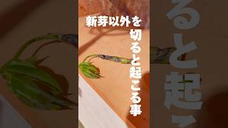 【観葉植物】新芽以外をカットすると、こうなります。 ツピタンサス 植物 houseplants ツピダンサス [upl. by Ayoted]