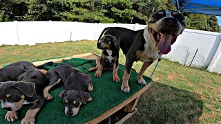 A Dog Video About Nothing Blue Tri American Bully [upl. by Shayla141]