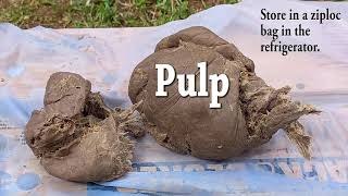 How to Make Paper Pulp from Ornamental Bananas  Handmade paper basics [upl. by Onek]